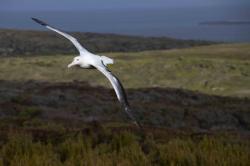 Royal over Enderby: Royal albatroll soaring over Enderby Island